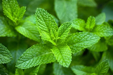 Menthe : découvrez ses vertus aromatiques et médicinales