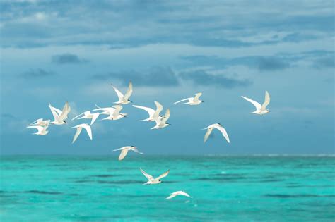 海の上を飛んでいる白いカモメの群れ · 無料の写真素材