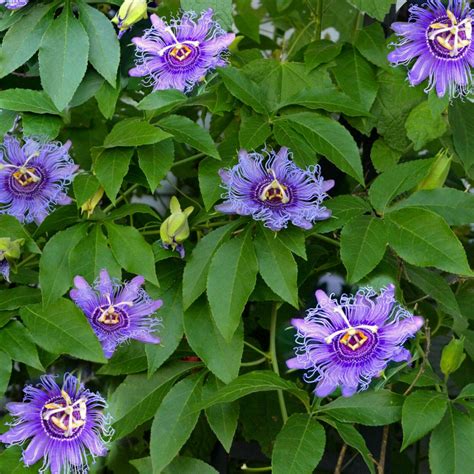 10 Seeds Cold Hardy Passion fruit (Maypop) purple flower PASSIFLORA INCARNATA