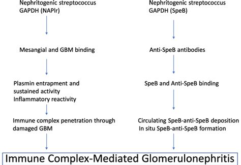 Pathogenesis of immune complex-mediated glomerulonephritis [adapted... | Download Scientific Diagram