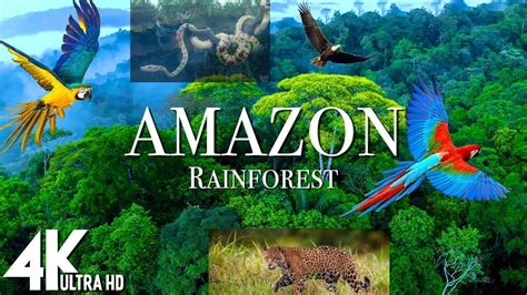 The Amazon Rain Forest in Drone Camera on 4K // INTERNATIONAL VIBE ...