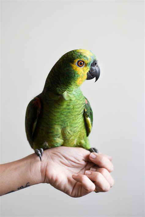 A Guide to Parrot Training - Birds, Lifestyle, Training