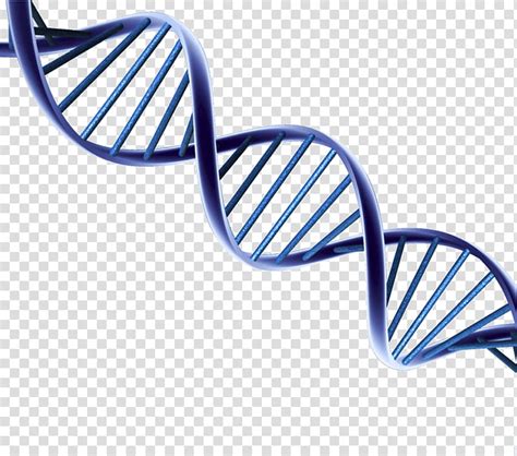 Dna Double Helix Model Png