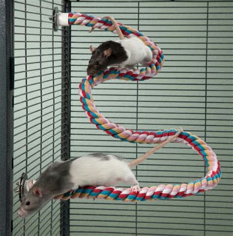 Small animal climbing rope | Rat toys, Pet mice, Pet rodents