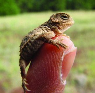 Points West blog 057: A baby greater short-horned lizard. Featurepix ...