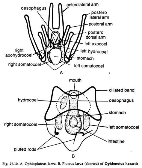 Larvial Forms of Echinoderms (With Diagram)