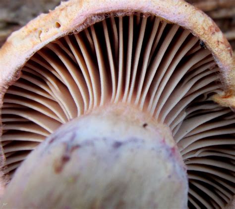 mushroom macro | Photo journal, Nature photography, Photo