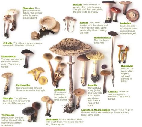 Types Of Poisonous Mushrooms | Mushrooms, Types of and Do eat