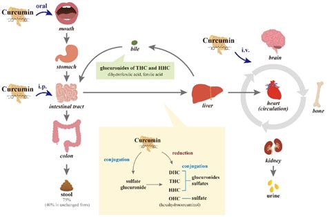 Diagram of the absorption, metabolism, circulation, and excretion of... | Download Scientific ...