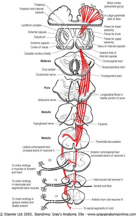 The Corticospinal Tracts Control Httpwwwcixipcomindexphppage | Medical ...