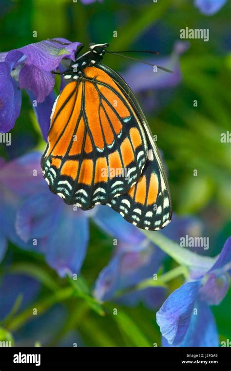 Viceroy Butterfly that mimics the Monarch Butterfly Stock Photo - Alamy