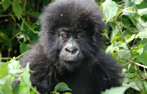 Mountain Gorillas of Volcanoes National Park | Gorilla Trekking in Rwanda