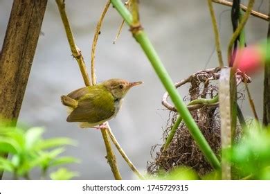 234 Tailorbird Nest Images, Stock Photos & Vectors | Shutterstock