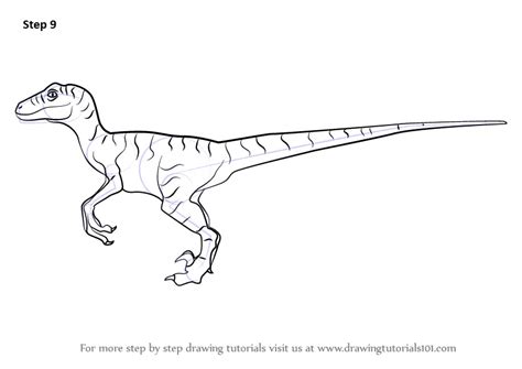 How to Draw a Velociraptor Dinosaur (Dinosaurs) Step by Step | DrawingTutorials101.com