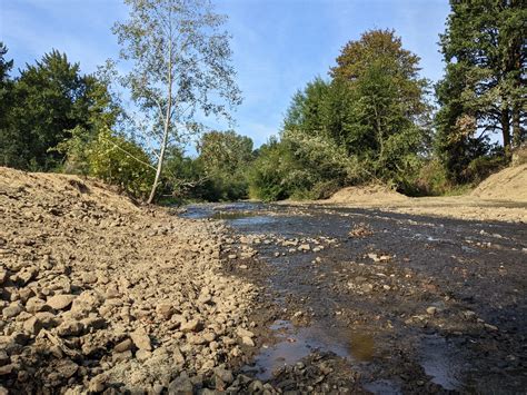 Gales Creek rerouted for fish habitat project at Balm Grove - Gales ...