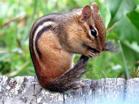 Chipmunk cleaning tail Photograph by Maureen Rose - Fine Art America