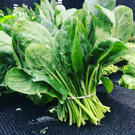 Hydroponic Spinach: Everything You Need to Know | Eden Green