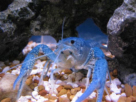 File:Blue Crayfish in Aquarium.JPG