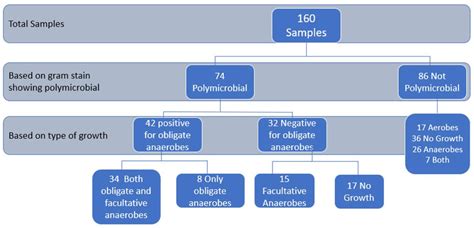 Figure 3 from Isolation of obligate anaerobes from clinical samples received for routine ...