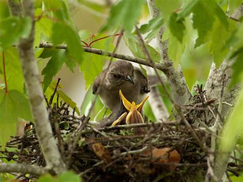 Northern Mockingbird Nesting (Behavior, Eggs, Location) | Birdfact