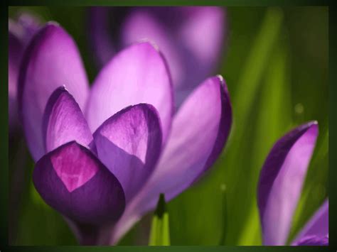 Crocus Flowers Wallpaper