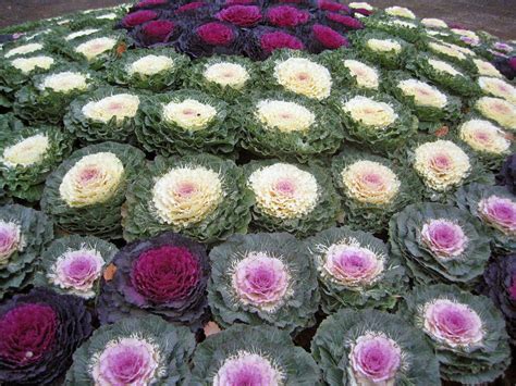 Seeds Edible Cabbage Ornamental Fringed Mix Beatiful Annual - Etsy Canada