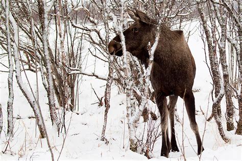 Watching wildlife in Norway’s north - Lonely Planet