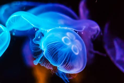 What Do Jellyfish Eat & How Do They Do It? - American Oceans