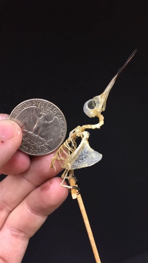 falseredstart: “ Ruby-throated hummingbird skeleton. That was really ...