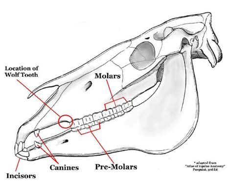 Horse Teeth 101: What They Say About Your Horse & Equine Dental Care