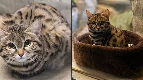 World’s deadliest cat is now settling into new home - Animals - LADbible