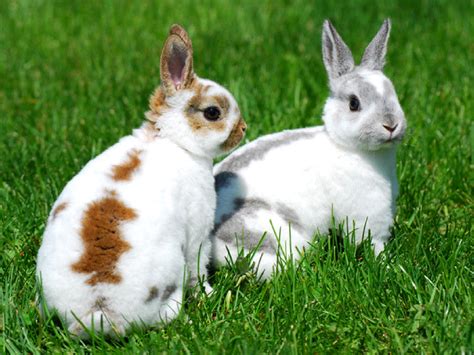 Rabbit Breed - How To Increase Size of Rabbit Litters