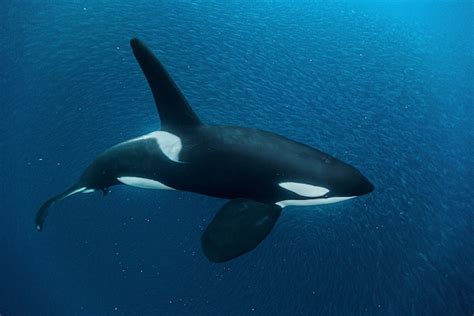 A whale of a dolphin - Wild For Taranaki