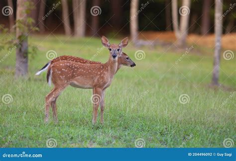 Twin whitetail deer fawns stock photo. Image of deer - 204496092