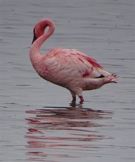 Lesser Flamingo | BirdForum