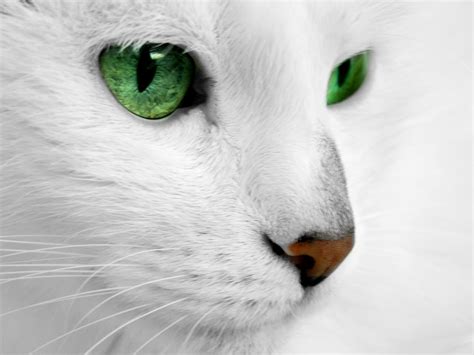 White cat with green eyes by ReconReno on DeviantArt