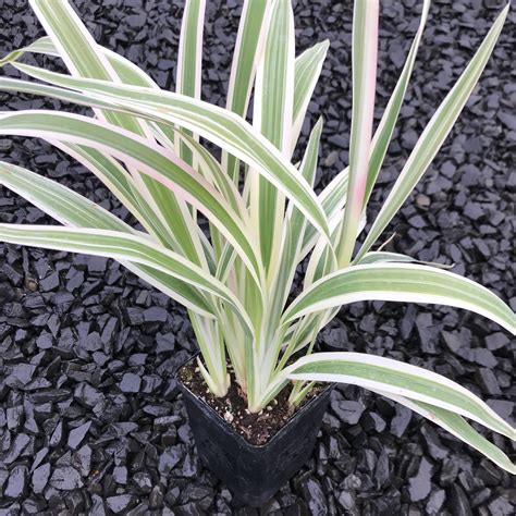 Dianella tasmanica 'Variegata' - Flax Lily (4.5" Pot) | Little Prince To Go