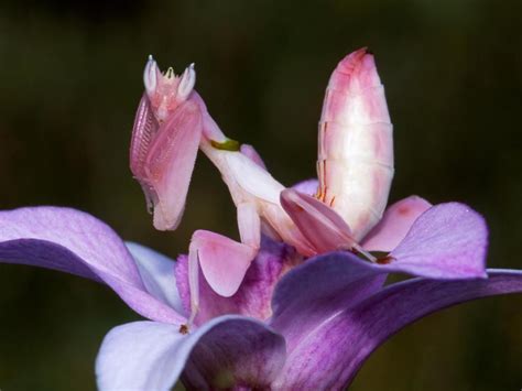 Orchid Mantis: The super power of this stealthy insect | Praying mantis ...