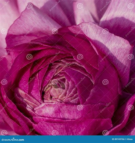 Macro Shot of Flowers - Rose Stock Photo - Image of petal, flower: 89749766