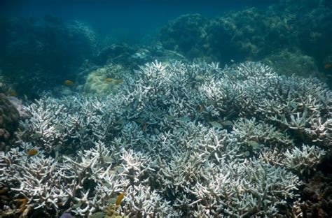 Mass bleaching in Great Barrier Reef kills huge swaths of coral | CBC News