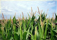 Category:Cornfields in Iowa - Wikimedia Commons