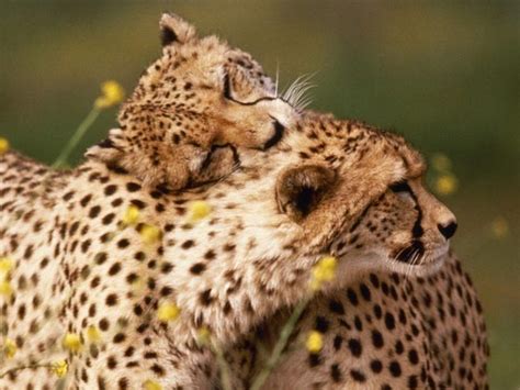 Animals in Love - Cute Animals Expressing Feelings