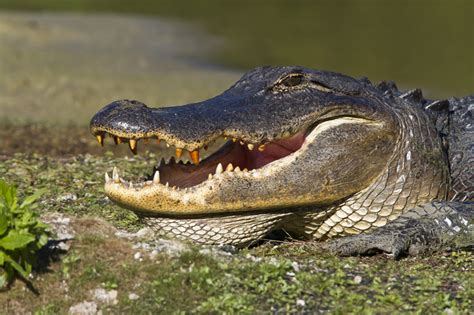 Fins Feathers Photography: Gators as a Rule