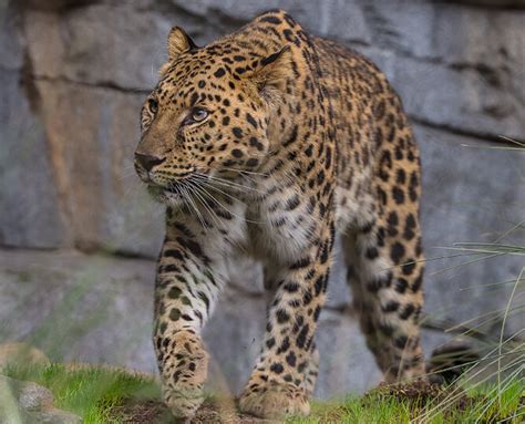 Amur Leopard | San Diego Zoo