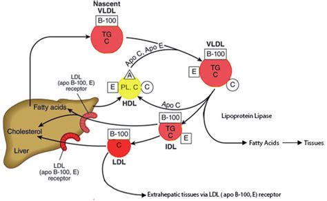 Very-low-density lipoprotein metabolism. In circulation VLDL are ...