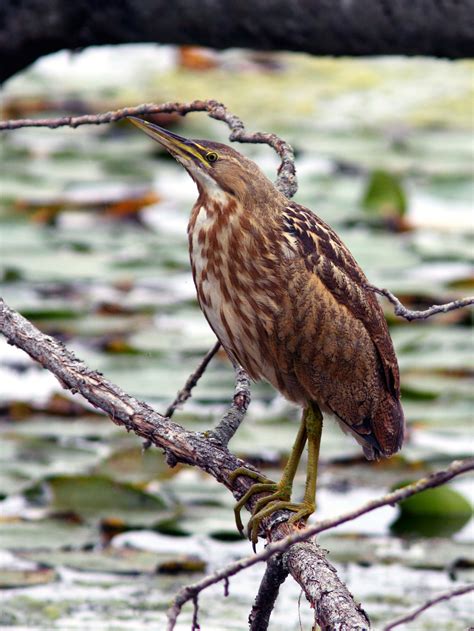 American Bittern — Eastside Audubon Society