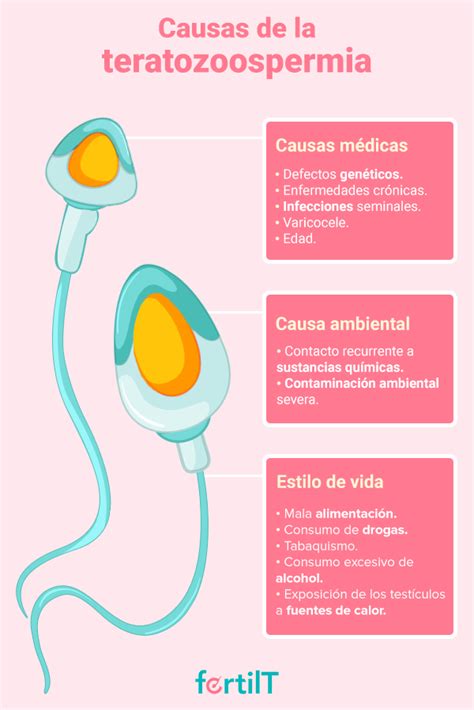 Teratozoospermia: qué es, su impacto en el embarazo y tratamiento