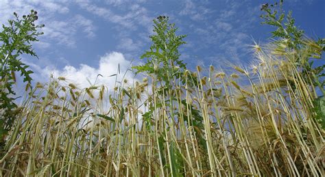 Lectionary blog: Bearing good ... wheat? - Living Lutheran