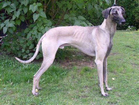 Sloughi (Arabian Greyhound) Info, Temperament, Puppies, Pictures