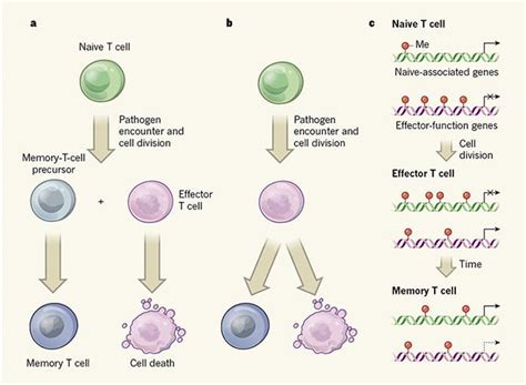 Suppressor T Cells Would Function Best in Which Situation - NathenkruwCochran